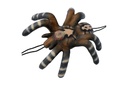 Kleine Vogelspinne Leitold