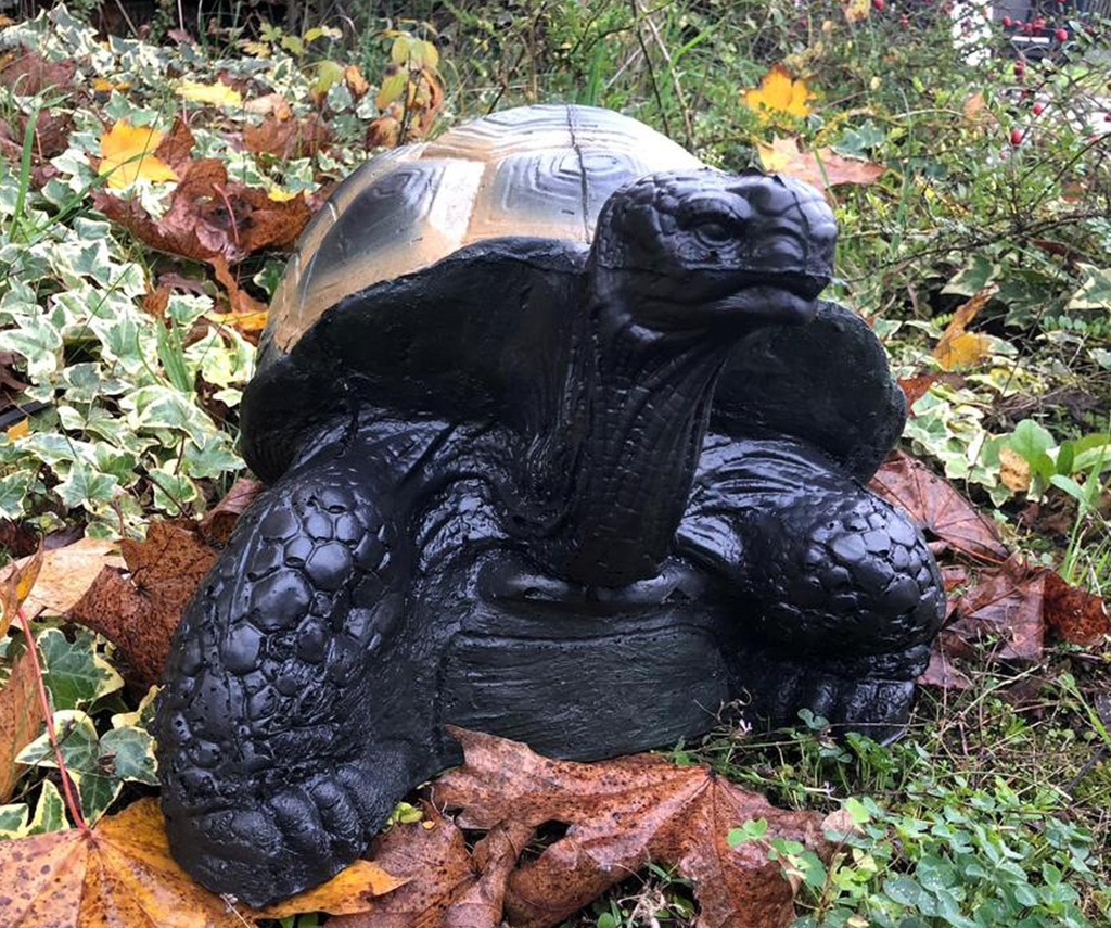 Landschildkröte FB