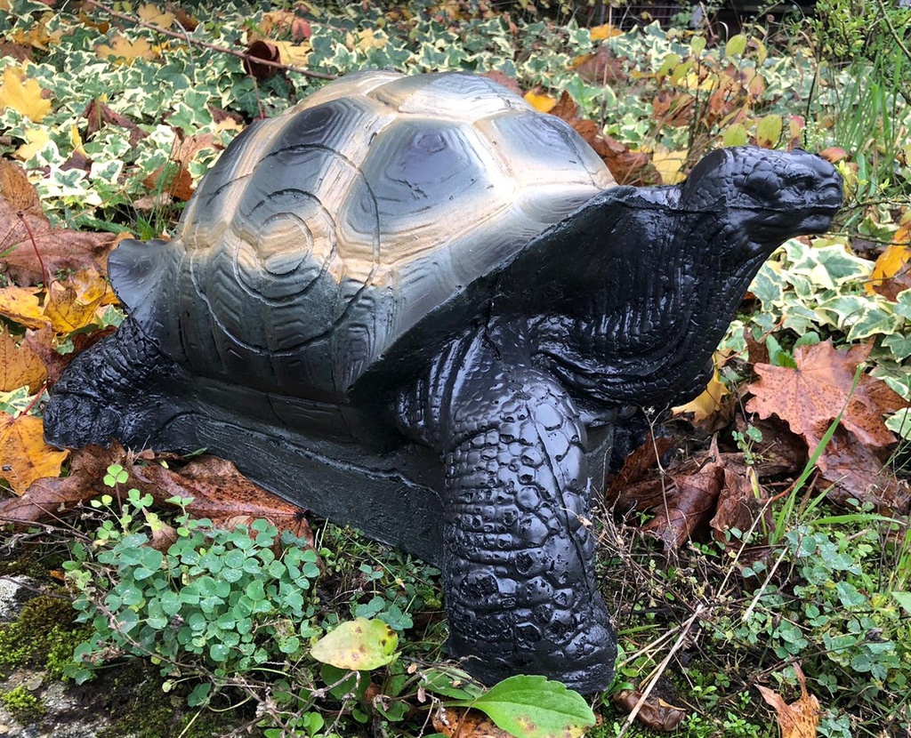 Landschildkröte FB