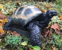 Landschildkröte FB